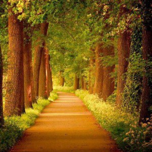 Golden path through the trees