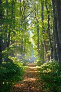 Photograph of forest path with sunlight through the trees